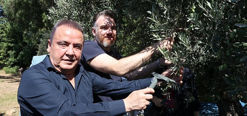 baskan-bocek-her-ne-olursa-olsun-her-bir-zeytin-agacimiza-sahip-cikmaya-devam-edecegiz.jpg