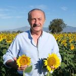 didim-belediyesinin-ektigi-aycicekleri-hasata-hazir.jpg